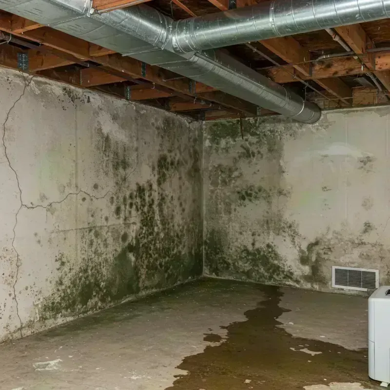 Professional Mold Removal in Hinsdale, IL